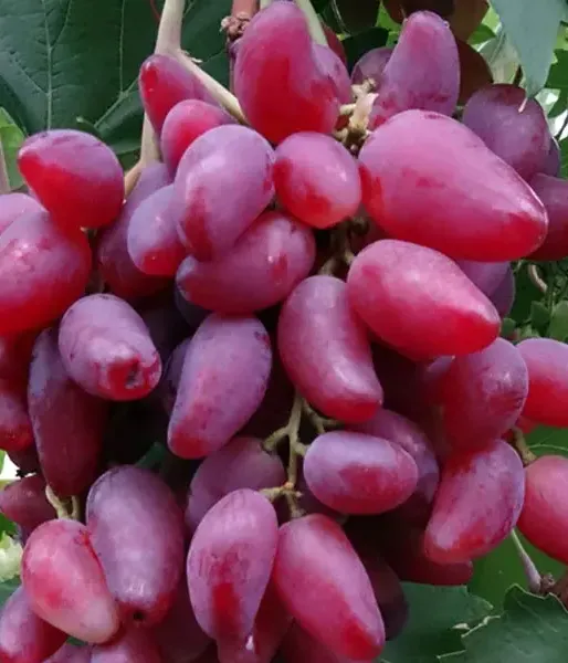 DUBOVSKIJ ROZVOJ stolová odroda viniča - Tutifruti SK
