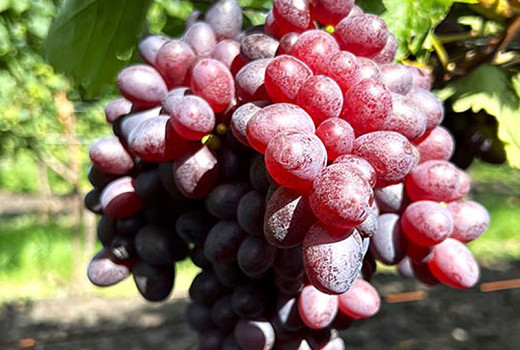 Rezistentný vinič (3. diel): Analýza odrôd Bajkonur, Bogatyr a ďalších