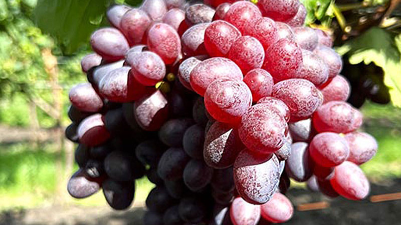 Rezistentný vinič (3. diel): Analýza odrôd Bajkonur, Bogatyr a ďalších