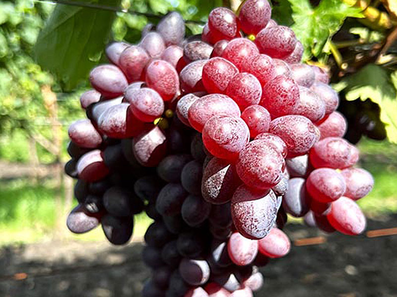 ELMA stolová odroda viniča - Tutifruti, s.r.o. (SK) ELMA stolová odroda viniča - Tutifruti, s.r.o. (SK)