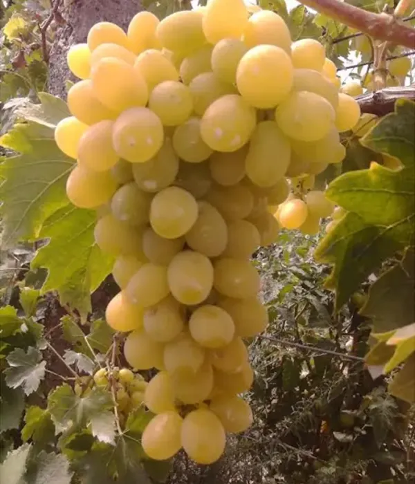 Vinič hroznorodý (Vitis vinifera) ÉVA