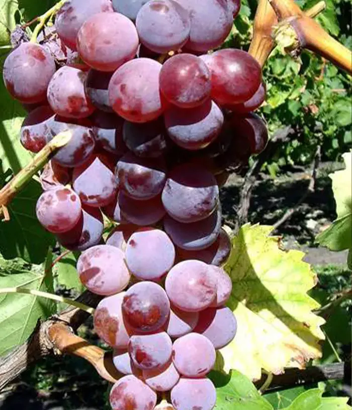 Vinič hroznorodý (Vitis spp.) GUNA - Tutifruti, s.r.o.