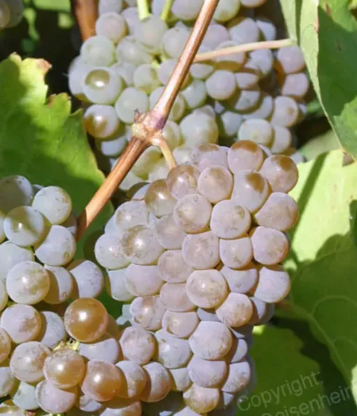 Vinič HIBERNAL