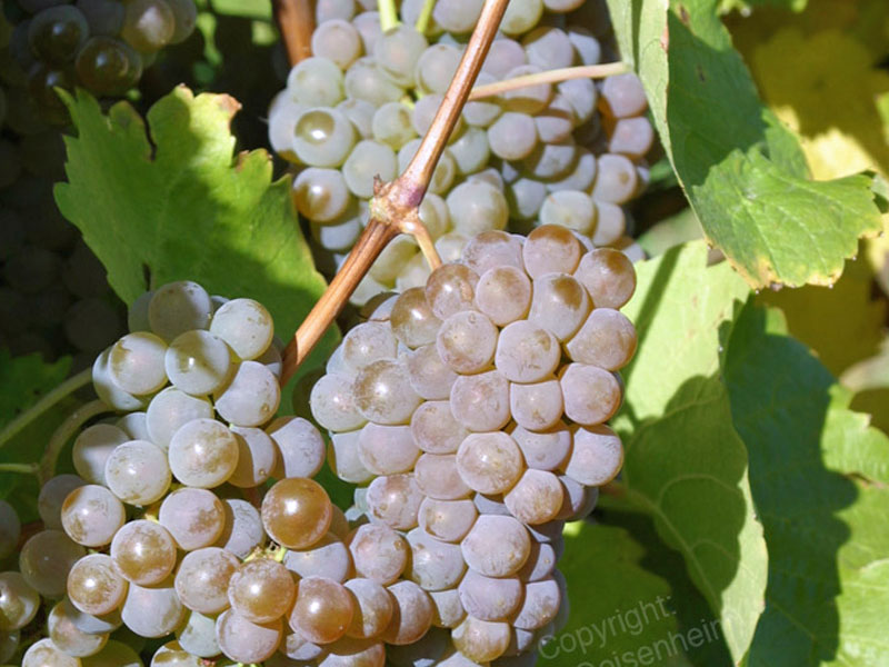 HIBERNAL muštová odroda viniča PIWI - Tutifruti, s.r.o. HIBERNAL muštová odroda viniča PIWI - Tutifruti, s.r.o.