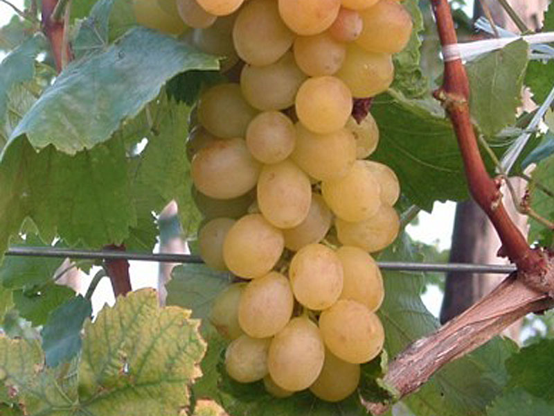 HELIKON stolová odroda viniča - Tutifruti, s.r.o. (SK) HELIKON stolová odroda viniča - Tutifruti, s.r.o. (SK)