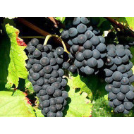 ISABELLA Table Grape Vine