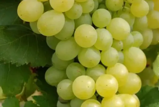 Stolové hrozno do záhrady: porovnanie 5 odrôd od skorých bezsemenných po neskorú „Italiu"