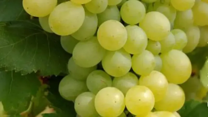 Stolové hrozno do záhrady: porovnanie 5 odrôd od skorých bezsemenných po neskorú „Italiu"