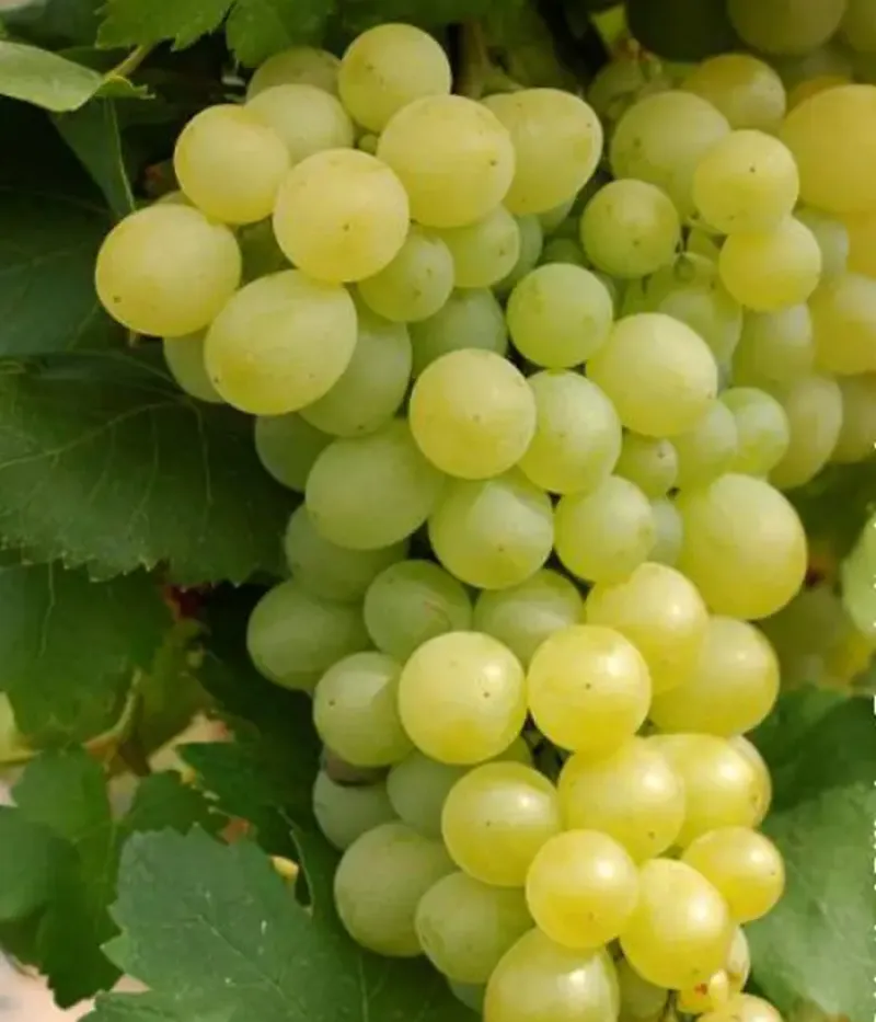 Vinič hroznorodý (Vitis vinifera) ITALIA - Tutifruti, s.r.o.