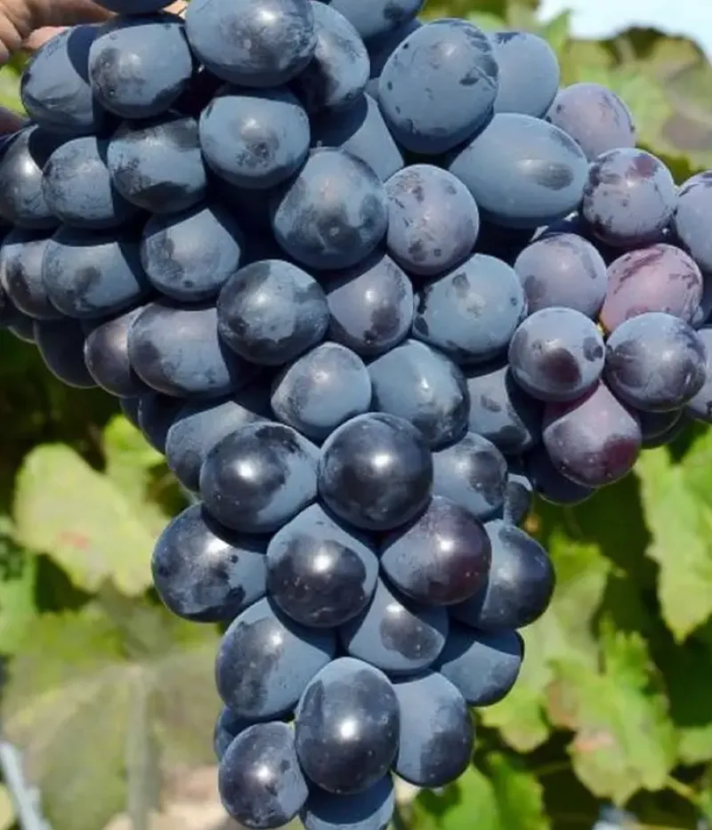 Vinič hroznorodý (Vitis vinifera) IVANKA - Tutifruti, s.r.o.