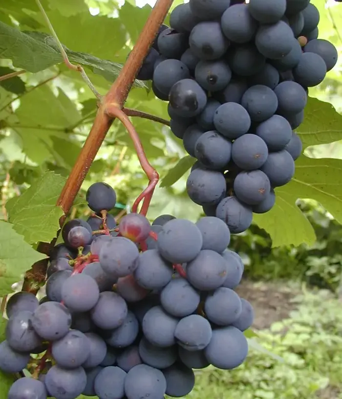 Grapevine (Vitis spp.) JUODUPĖ - Tutifruti, s.r.o.