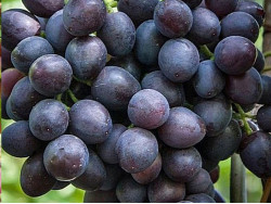 KONIGLICHE ESTER Table Grape Vine