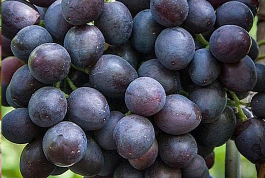 Moderné rezistentné odrody viniča (2. diel): Armani, Atos, Arni a Andruša