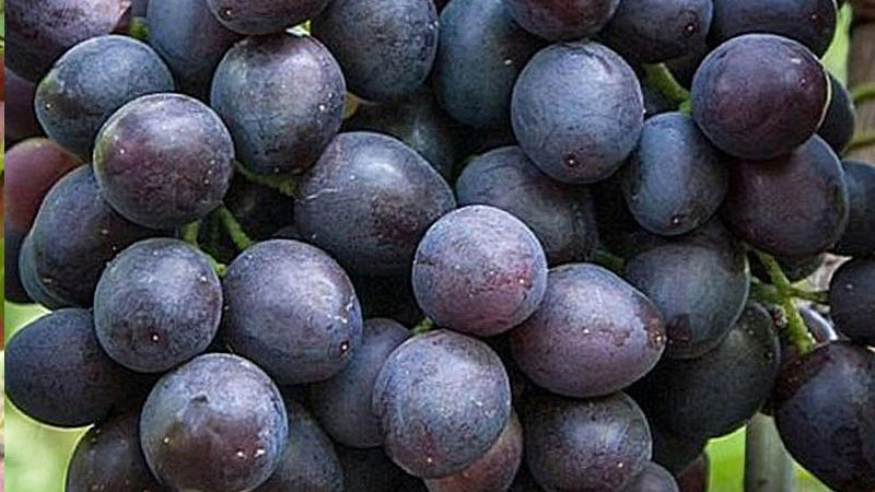 Moderné rezistentné odrody viniča (2. diel): Armani, Atos, Arni a Andruša