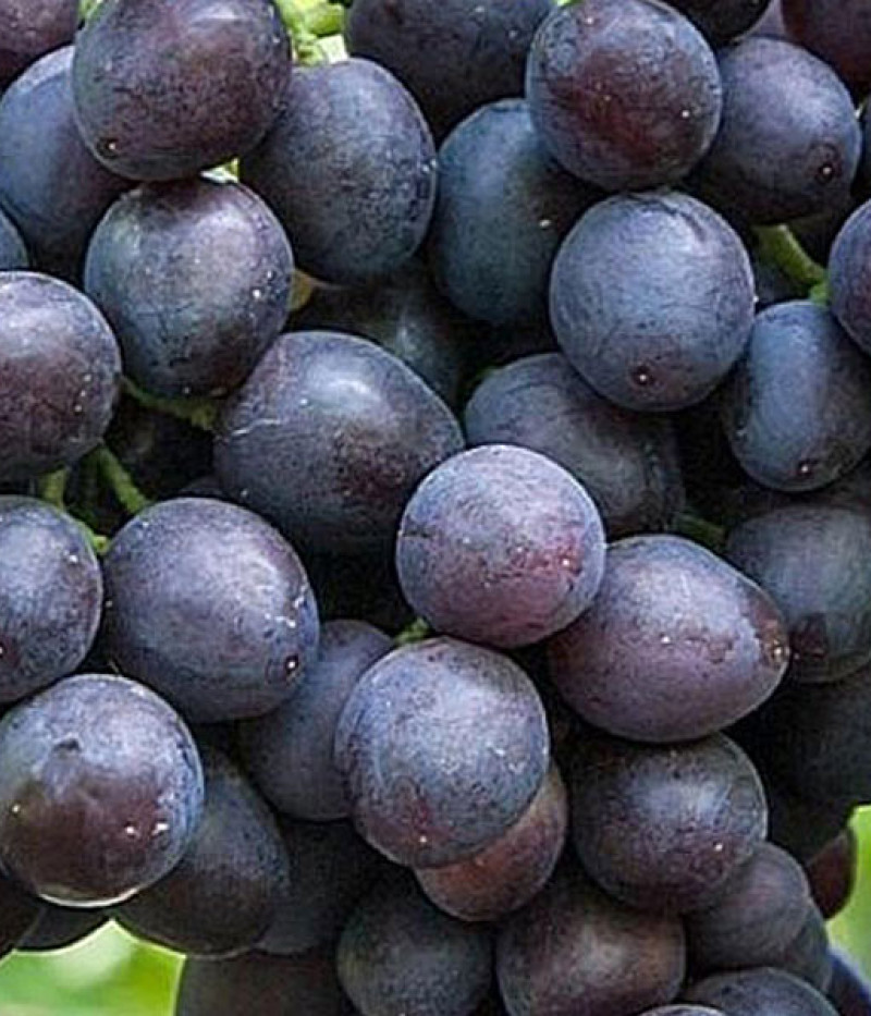 ALFA  stolová odroda viniča - Tutifruti SK