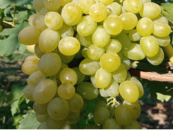 LILLA Table Grape Vine