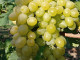 Bio Stolová odroda viniča PHOENIX