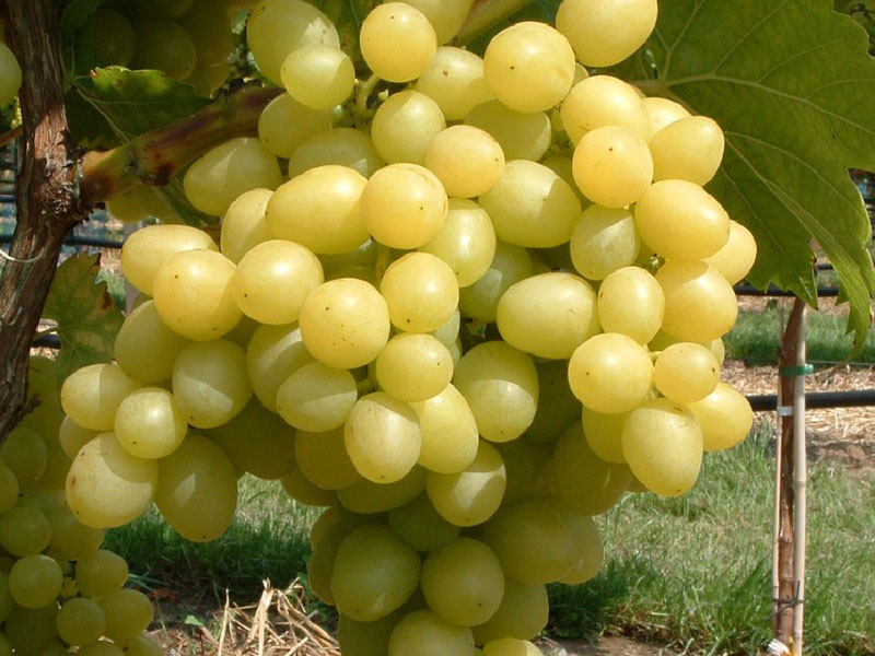LORA Tafeltraube - Tutifruti SK LORA Tafeltraube - Tutifruti SK