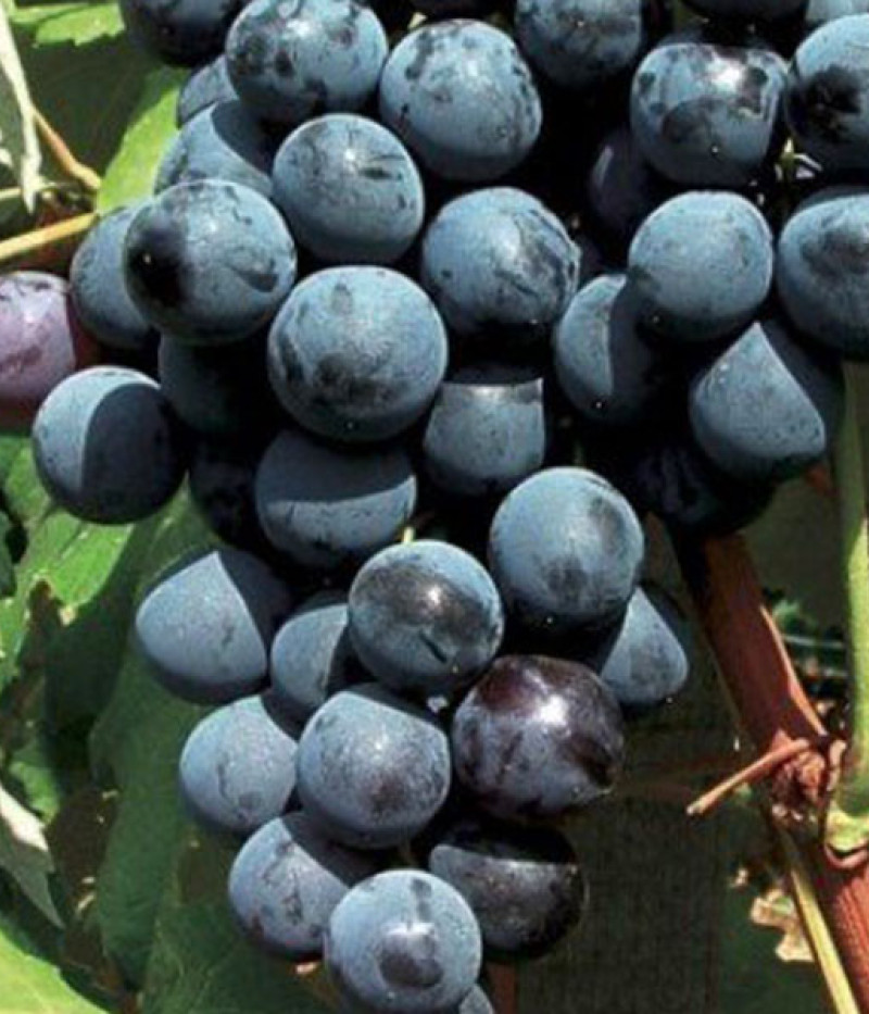 ARMANI stolová odroda viniča - Tutifruti SK