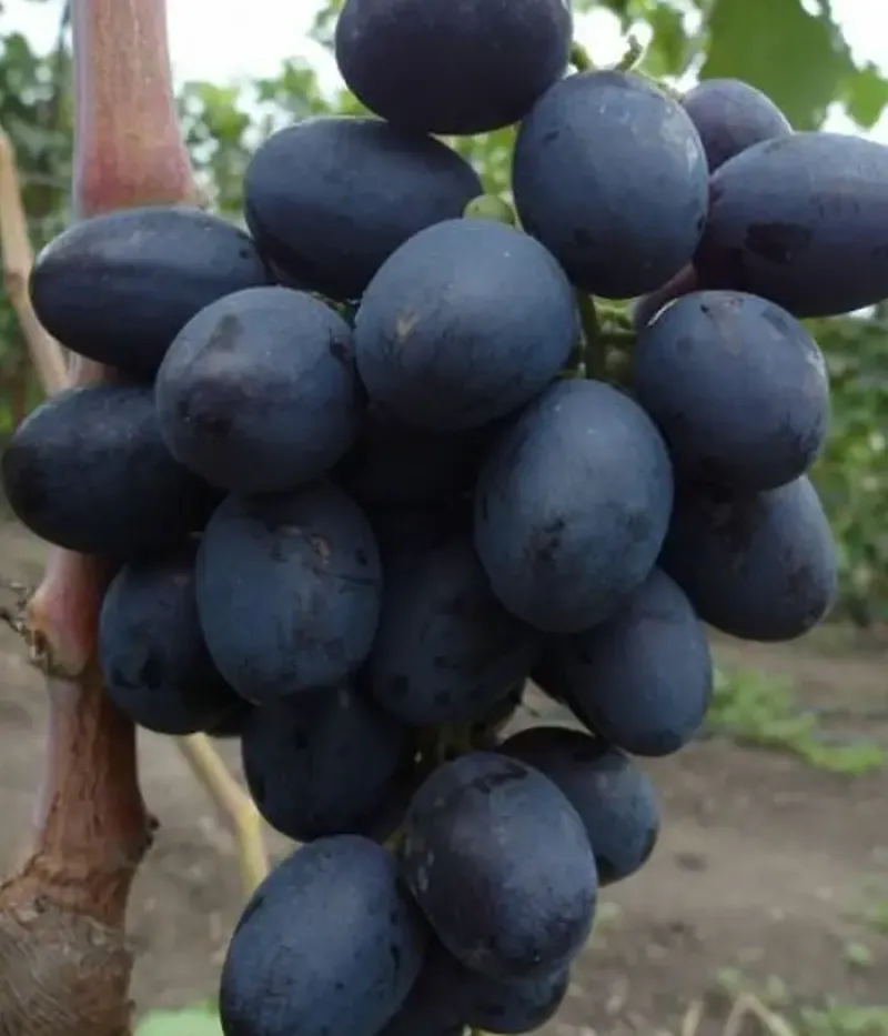 Vinič hroznorodý (Vitis vinifera) MATADOR - Tutifruti, s.r.o.