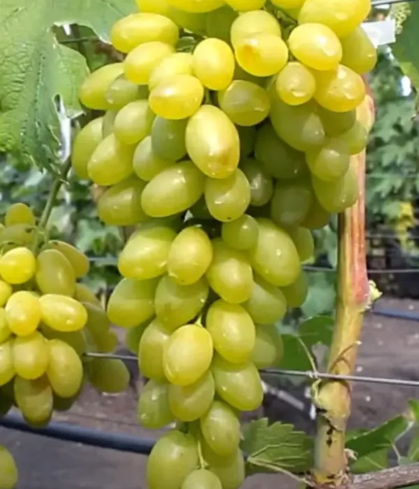 Vinič hroznorodý (Vitis vinifera) MONBLAN