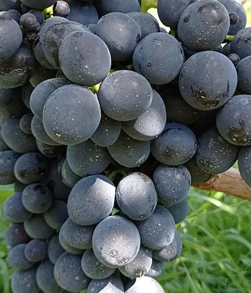 Grapevine MUSCAT BLEU