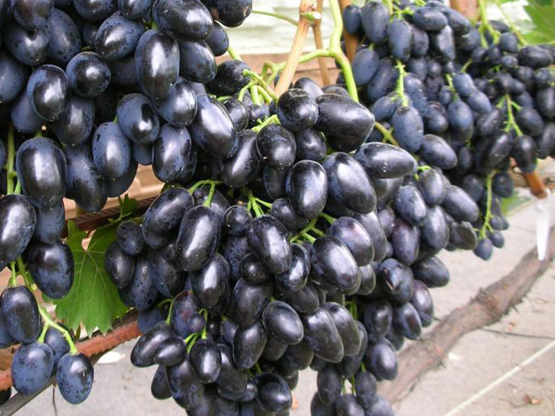 NADEŽDA AZOS stolová odroda viniča - Tutifruti SK NADEŽDA AZOS stolová odroda viniča - Tutifruti SK
