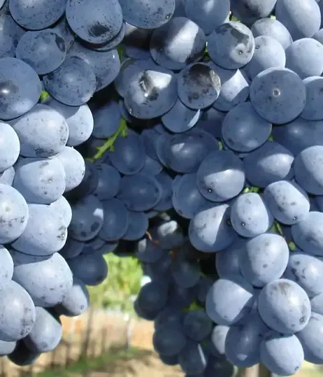 Nero Table Grape Vine