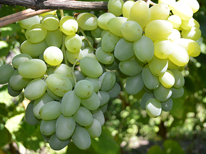 Nový Podarok Záporožiu stolová odroda viniča - Tutifruti, s.r.o. Nový Podarok Záporožiu stolová odroda viniča - Tutifruti, s.r.o.