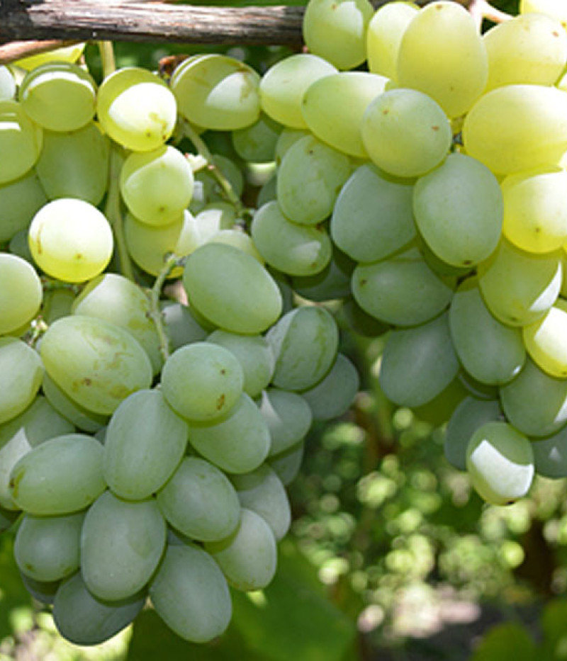 Nový Podarok Záporožiu stolová odroda viniča - Tutifruti, s.r.o.