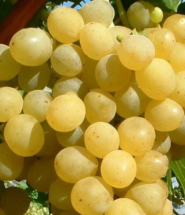 PALATINA stolová odroda viniča PIWI