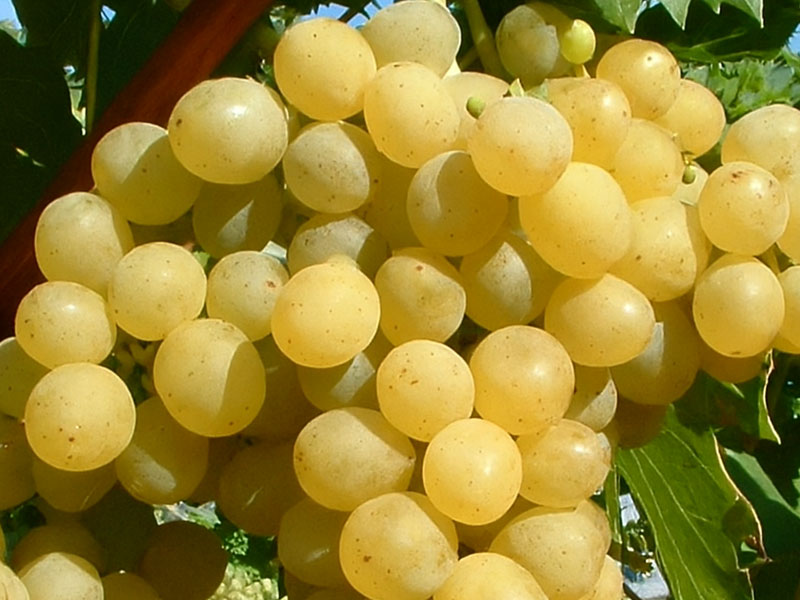 PALATINA stolová odroda viniča PIWI - Tutifruti, s.r.o. (SK) PALATINA stolová odroda viniča PIWI - Tutifruti, s.r.o. (SK)