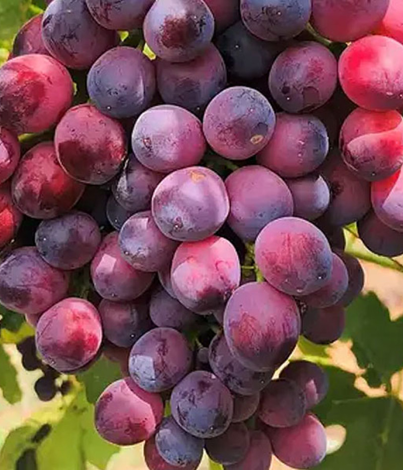 PAMJATI UČITEĽA  stolová odroda viniča - Tutifruti SK