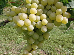 LAKEMONT (NEW YORK) Table Grape Vine