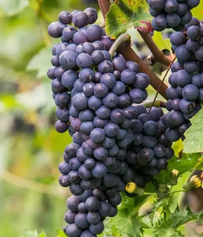 Grapevine (Vitis spp.) PINO MIČURINSKIJ - Tutifruti, s.r.o.