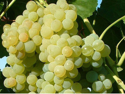 POLOSKEI MUSKOTÁLY Table Grape Vine