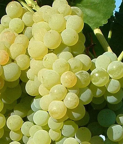 Vinič PÖLÖSKEI MUSKOTÁLY