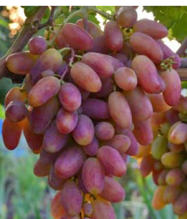 PREOBRAŽENIE  stolová odroda viniča