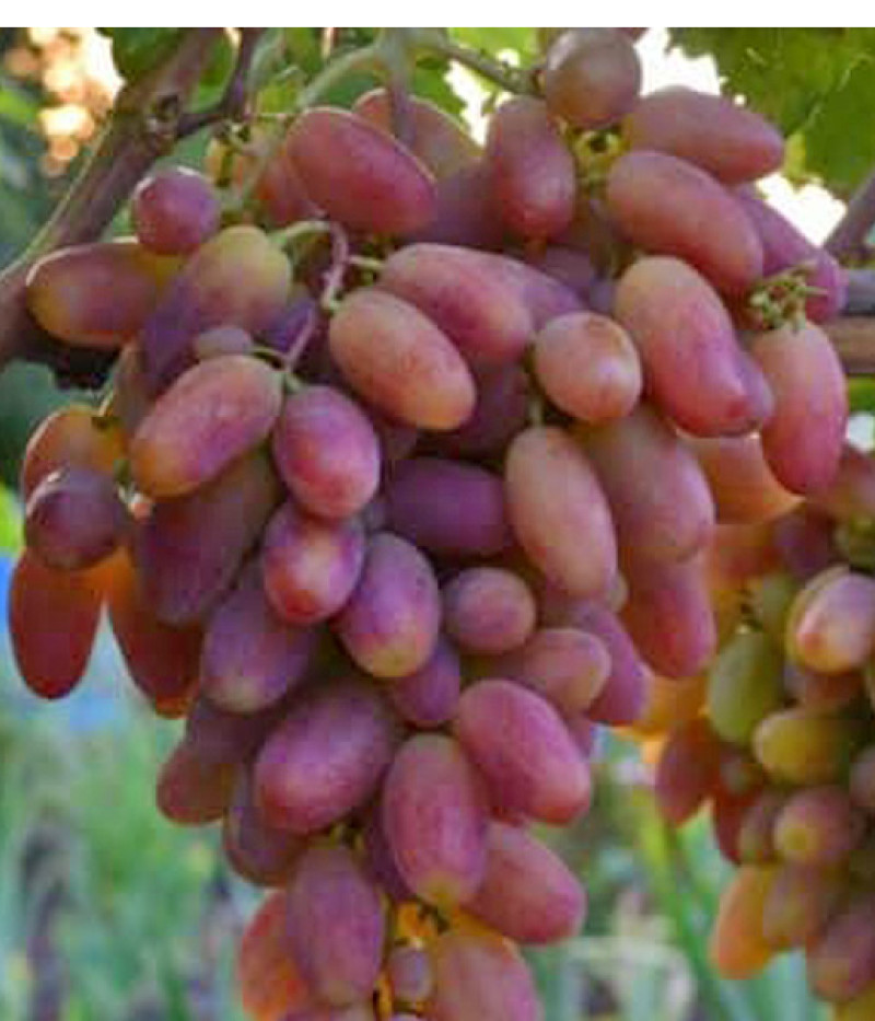 PREOBRAŽENIE  stolová odroda viniča - Tutifruti SK