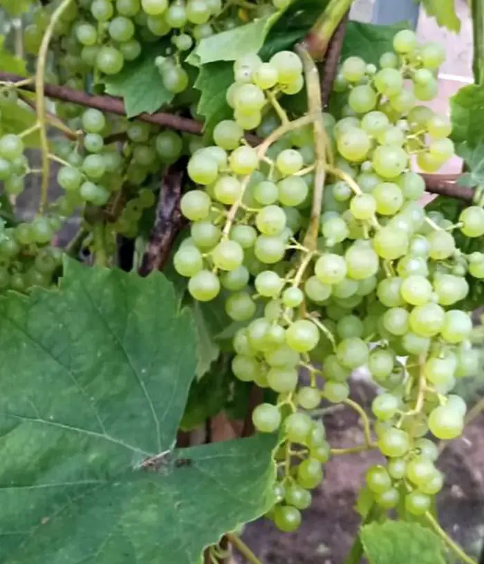 Grapevine (Vitis spp.) RASA - Tutifruti, s.r.o.