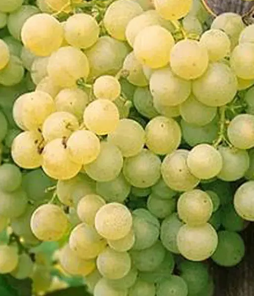 Vinič SOLARIS