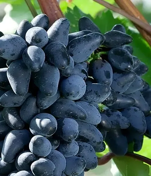 ODESSKII SOUVENIR stolová odroda viniča