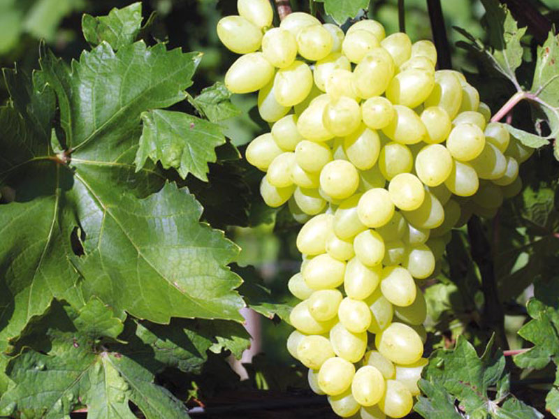 STELLA stolová odroda viniča - Tutifruti, s.r.o. (SK) STELLA stolová odroda viniča - Tutifruti, s.r.o. (SK)