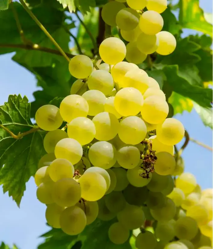 Vinič hroznorodý (Vitis spp.) SUKRIBE - Tutifruti, s.r.o.