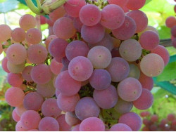 TEREZA Table Grape Vine