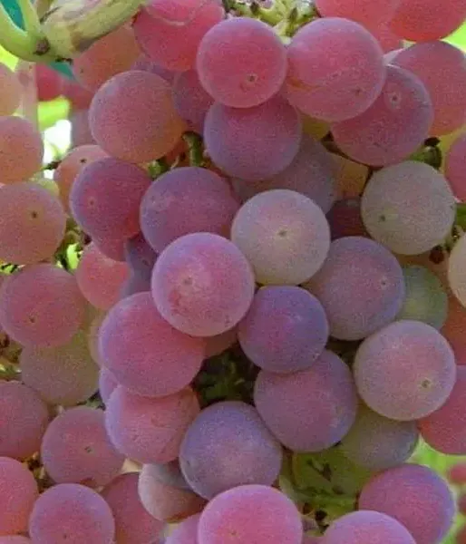 Vinič TEREZA