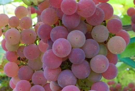 Rezistentný vinič (4. diel): Analýza odrôd Božij Dar, Černyj Chrustaľ a ďalších