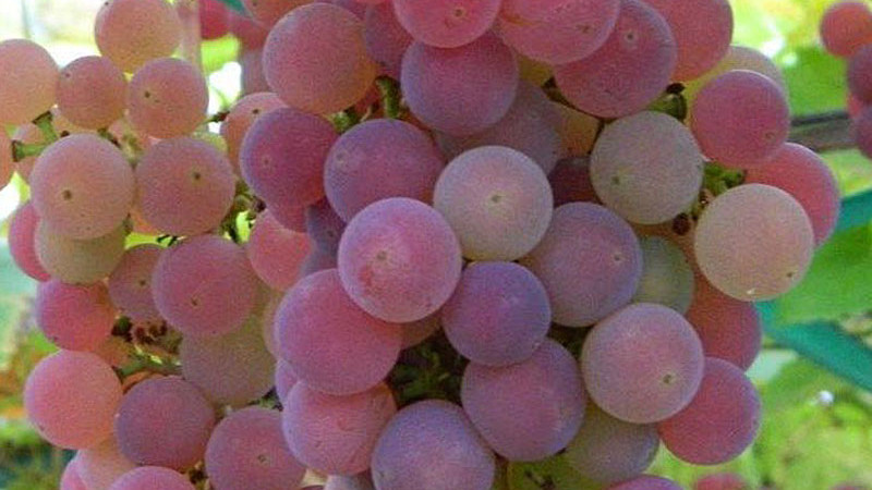 Rezistentný vinič (4. diel): Analýza odrôd Božij Dar, Černyj Chrustaľ a ďalších