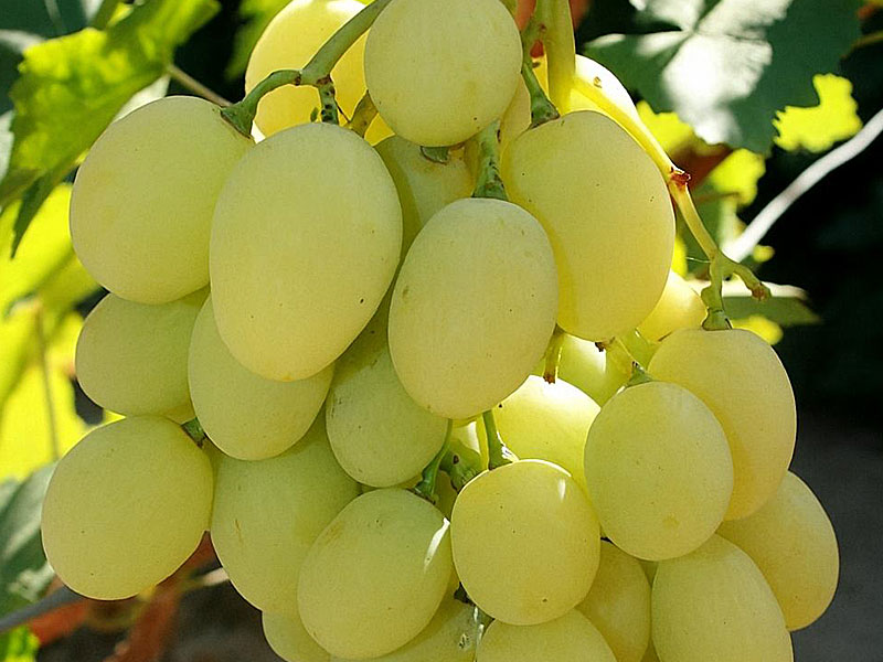 Tian Shan stolová odroda viniča PIWI - Tutifruti, s.r.o. (SK) Tian Shan stolová odroda viniča PIWI - Tutifruti, s.r.o. (SK)
