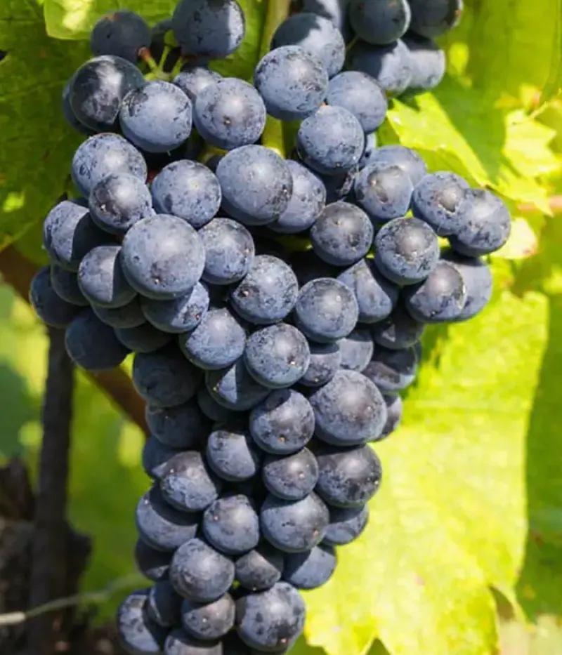 Vinič hroznorodý (Vitis vinifera) VENUS - Tutifruti, s.r.o.